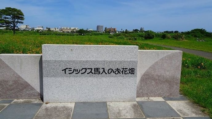 馬入のお花畑