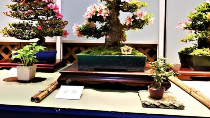 2023・5・22 さつきの世界も深し
