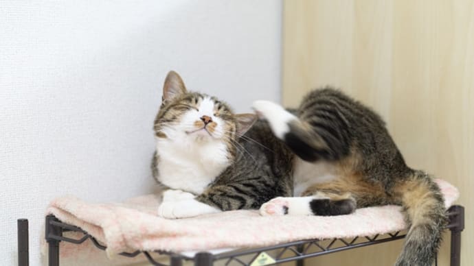 保護猫入門マニアル