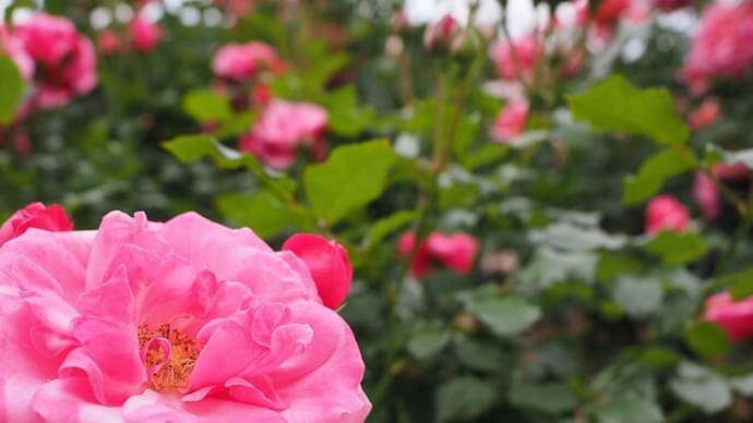 薔薇の花