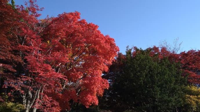 平岡樹芸センター 紅葉
