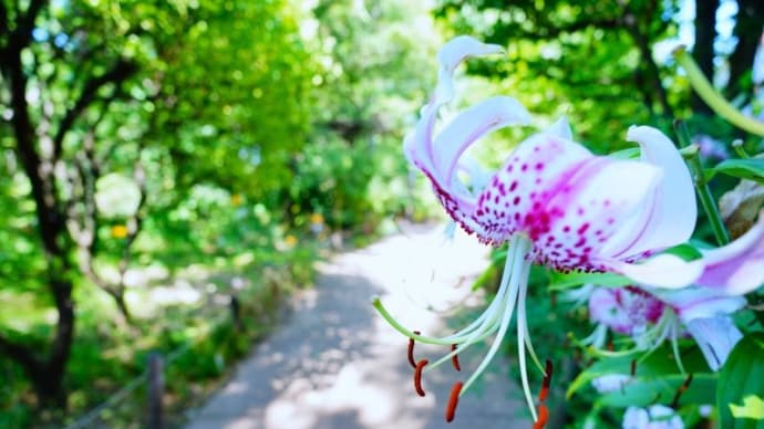 カノコユリの花とオオスパシバとキマダラカメムシの幼虫（赤塚植物園 2023.7.29撮影）