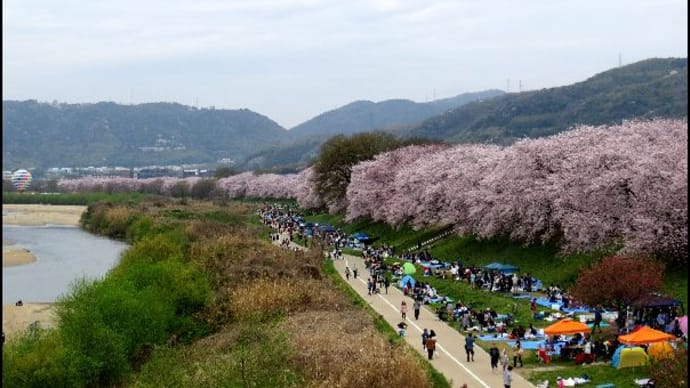 淀川河川公園背割堤地区の桜　満開です