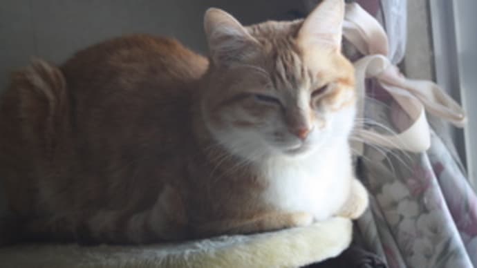 しあわせじかん