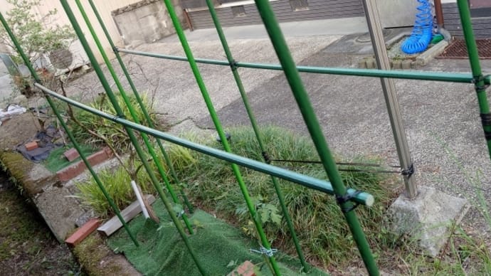 トマト菜園