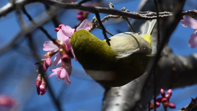 オカメ桜の花の蜜を吸うメジロ