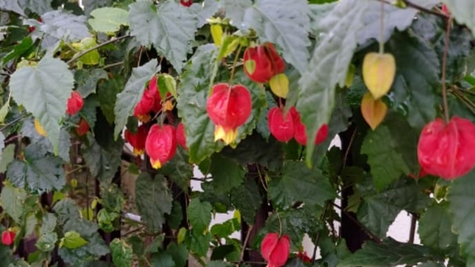 御近所のお花