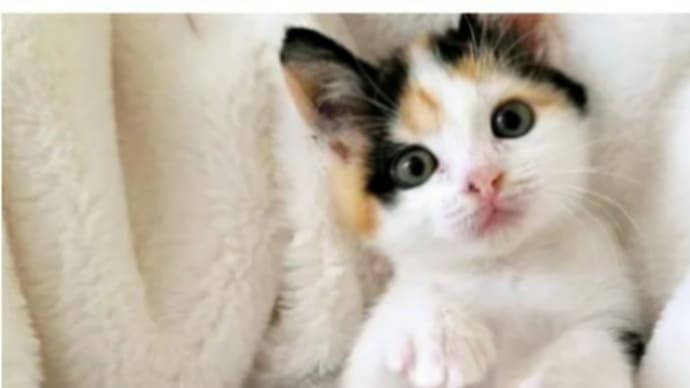 おはようございます❗🐈