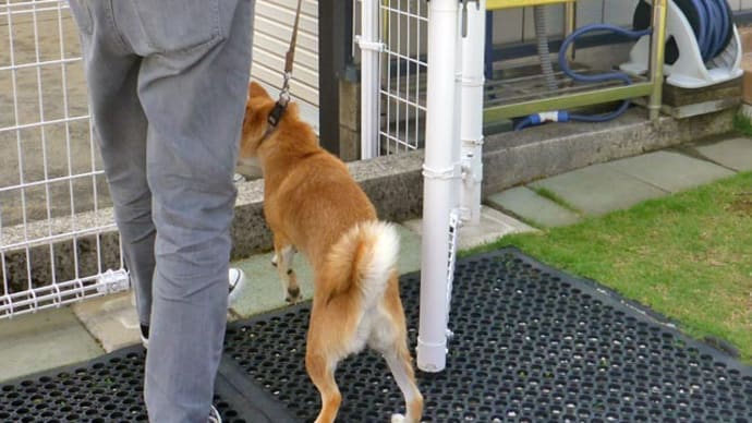 【6/25(日) 柴犬ちゃんが水遊びの練習に来ました Vol.2 ~オレオとクッキー:コンデジ編~】