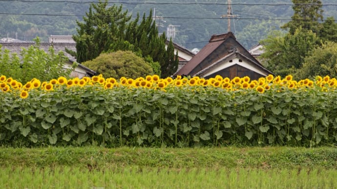 奈良県葛城市大畑のひまわり畑
