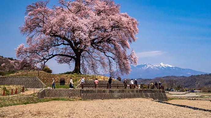 山高神代桜とわに塚の桜満開でした