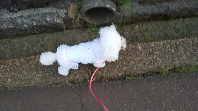 プー散歩
