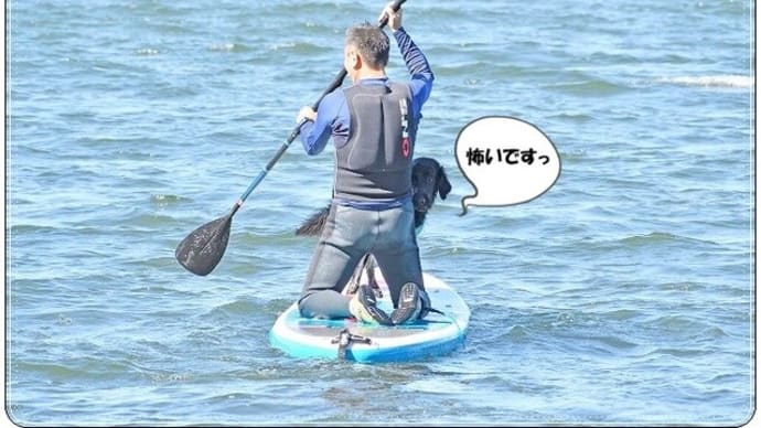 また泳ぐ