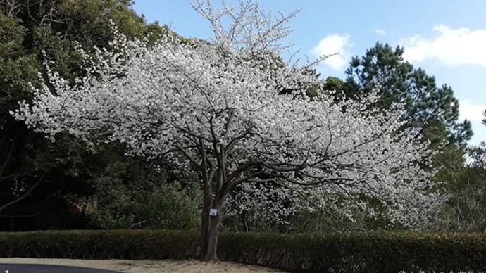 花の命は短し