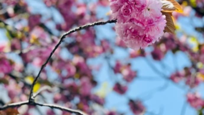 桜、とその後の春の風景 。