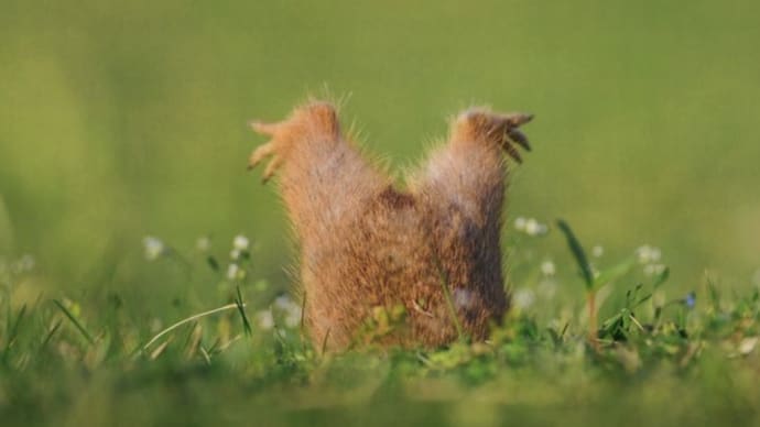 一枚の写真『墓穴を掘る』