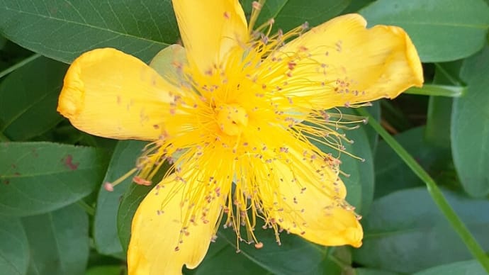 アプリではビヨウヤナギと出たのだけど… <お花で一休み(84)>