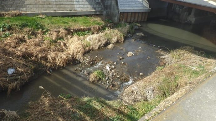 鷺のそば鴨集まりて狩の邪魔(新河岸川・琵琶橋)