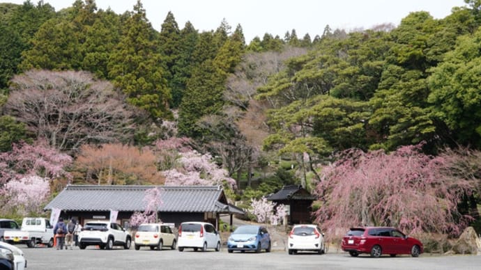 南原寺の桜