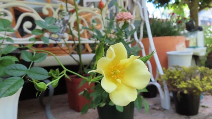 今日のバラと紫陽花とスマイルガーデン