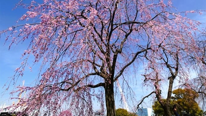 「枝垂桜2024」／山下公園