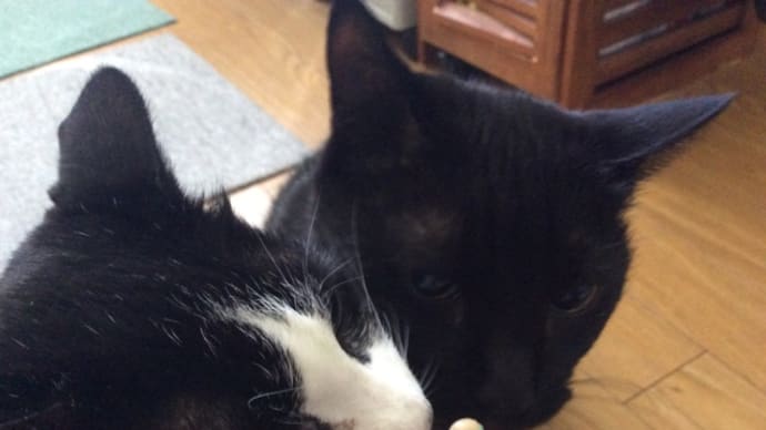 猫のきもち