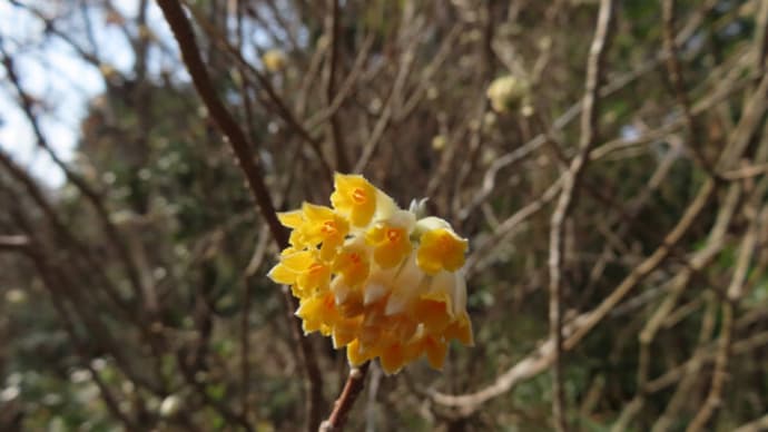 蕾ほころぶ春の木々～京都府立植物園2022/3中旬（2）