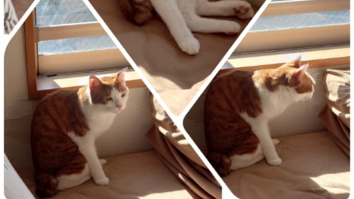 親友宅のさくらちゃんとハルくん😹