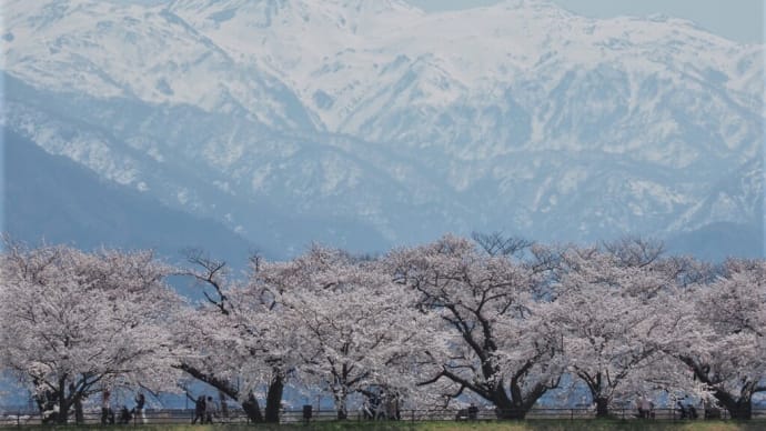 桜花と雪山