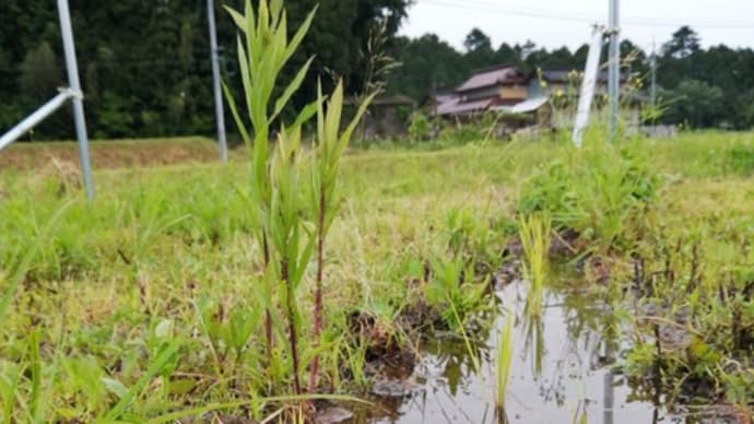 ブドウ畑に稲を植える