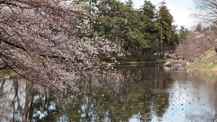 弘前公園(弘前城)の桜 その7