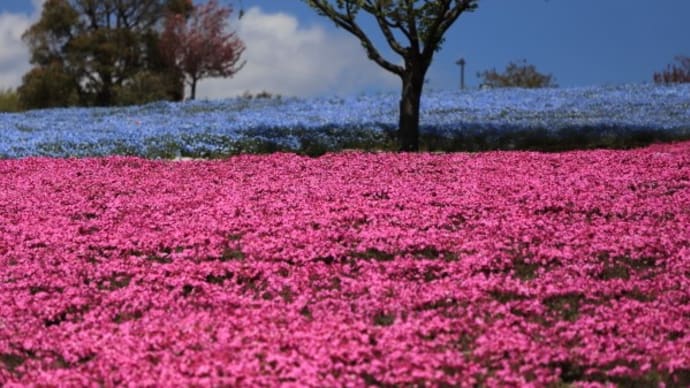 太田八王子山公園の芝桜2020（その２）