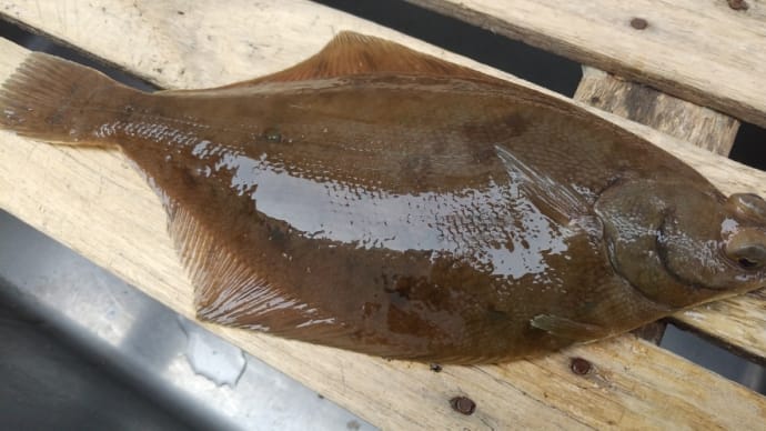 初カレイです