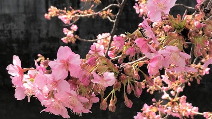 河津桜開花
