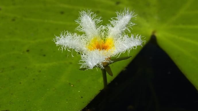 ガガブタ Nymphoides indica ：ため池めぐりて
