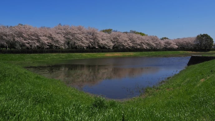 地元の桜~ため池の桜🌸