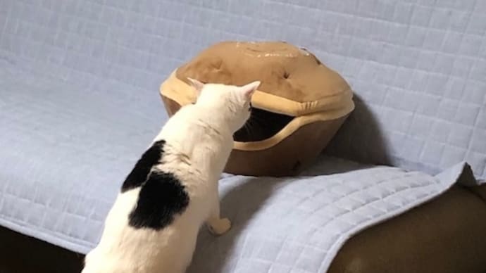 しろあん