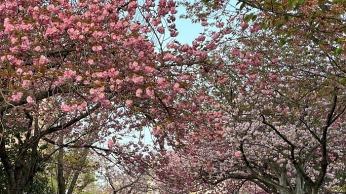 春のなごりの遅桜～🌸♪