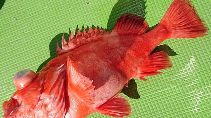 お手軽な深海釣りは相模湾から