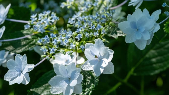 権現堂公園の紫陽花 その12