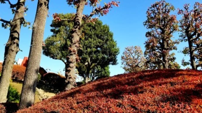 ~~白絹姫、車輪梅、ヒメツルソバ、洋種ヤマゴボウの実~~🥀⛲