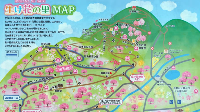 河津桜が咲き始めた生け花の里、そして花見山公園を巡る(2024.3.17)#1