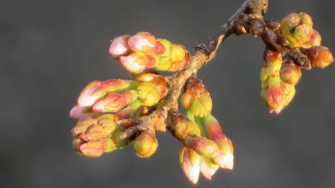 ご近所桜だより!