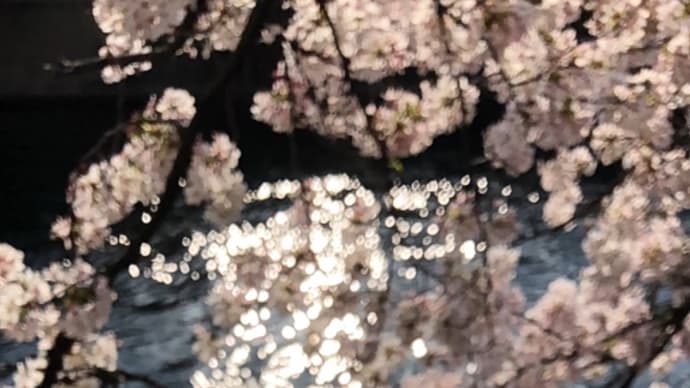 桜も散りますね