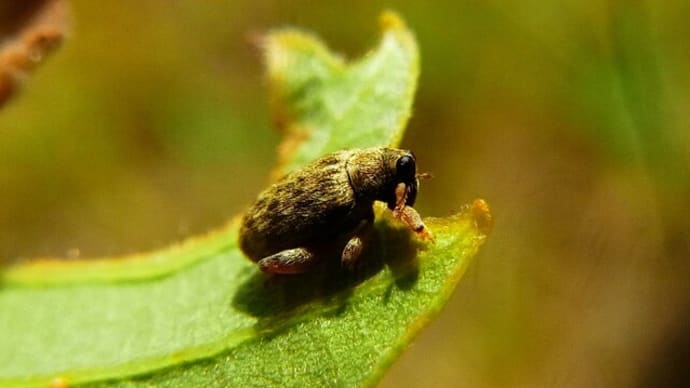 カシワノミゾウムシ Rhynchaenus japonicus :口吻のるつぼたち⑩