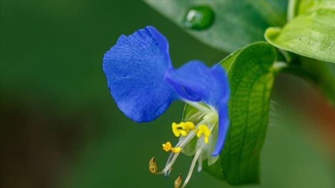 晩夏の植物