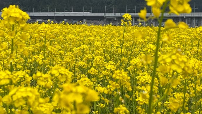 北陸新幹線と菜の花