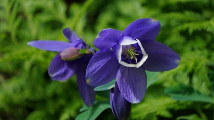●我が家の4月の花(12)ミヤマオダマキ のとキリシマが開花