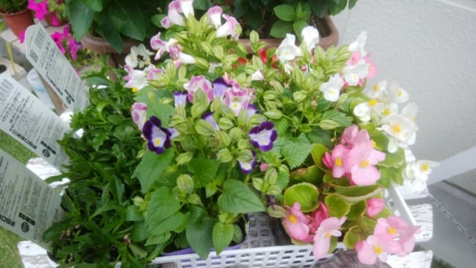 梅雨前に花苗入れ替え