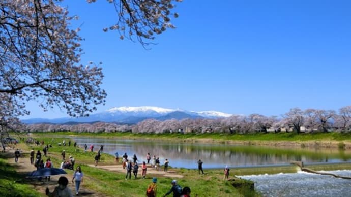 白石川一目千本桜を見てきました